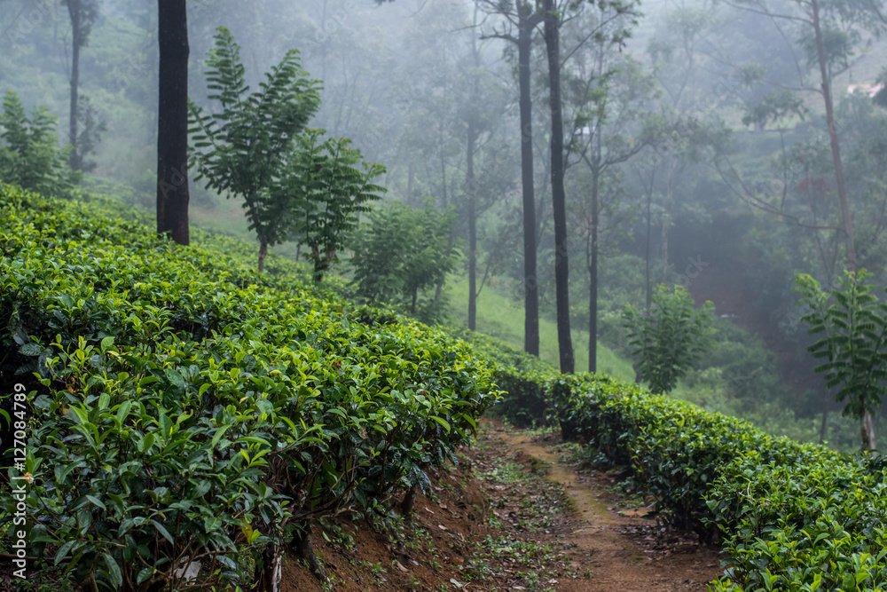 bamdarawela, Sri Lanka